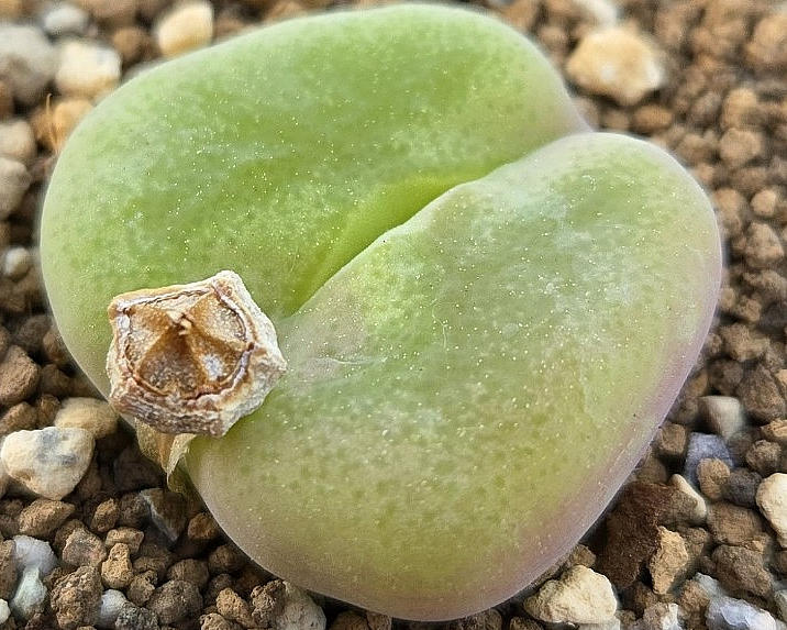 Conophytum subfenestratum 10 Pieces Seeds
