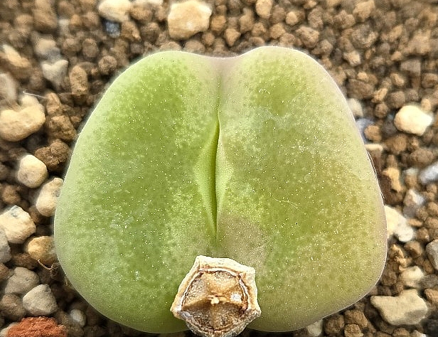 Conophytum subfenestratum 10 Pieces Seeds