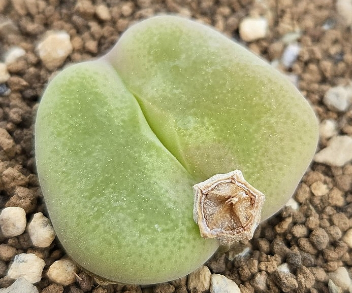 Conophytum subfenestratum 10 Pieces Seeds