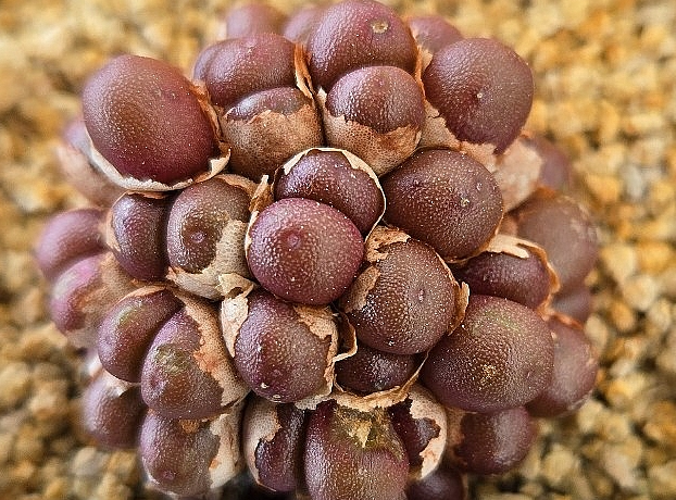 Conophytum brunneum 10 Pieces Seeds