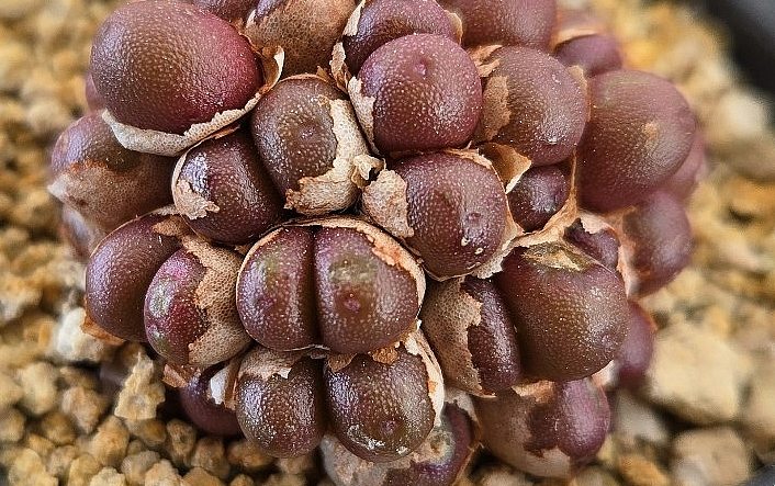 Conophytum brunneum 10 Pieces Seeds