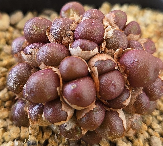 Conophytum brunneum 10 Pieces Seeds