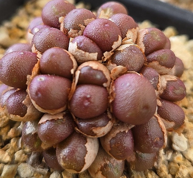 Conophytum brunneum 10 Pieces Seeds
