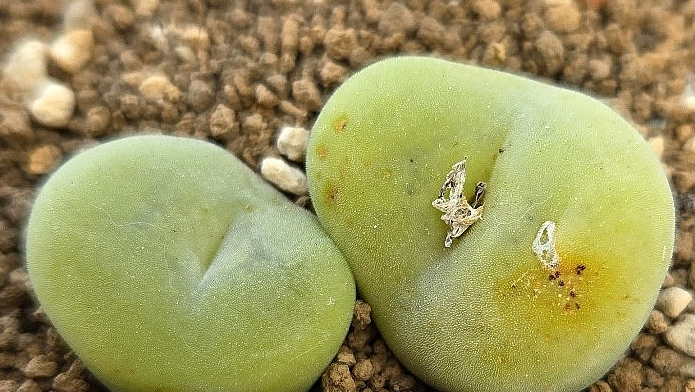 Conophytum concavum 10 Pieces Seeds
