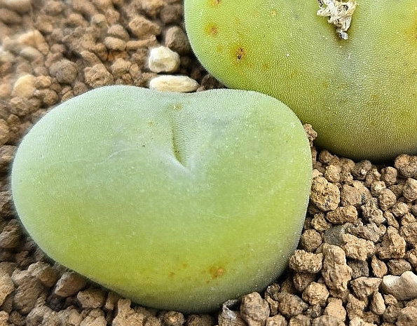 Conophytum concavum 10 Pieces Seeds