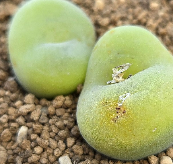 Conophytum concavum 10 Pieces Seeds