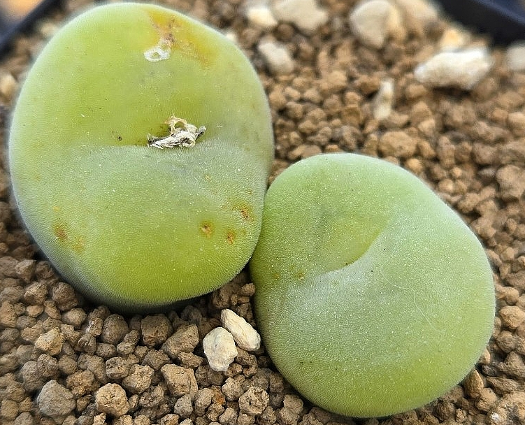 Conophytum concavum 10 Pieces Seeds