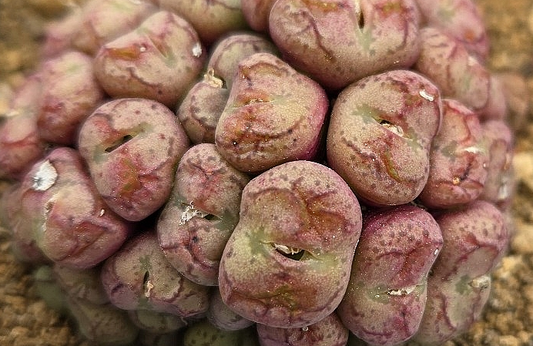 Conophytum ficiforme 10 Pieces Seeds