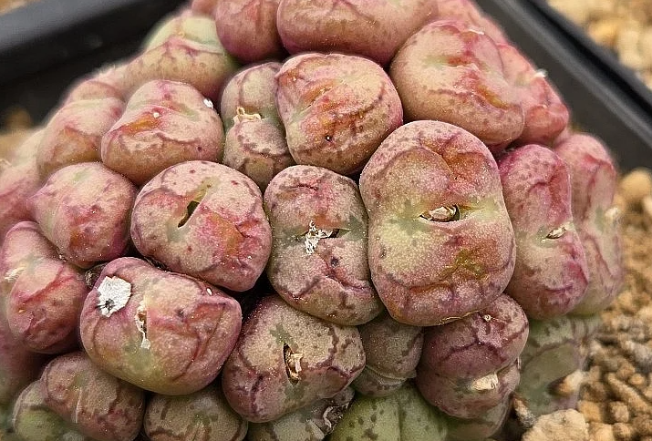 Conophytum ficiforme 10 Pieces Seeds