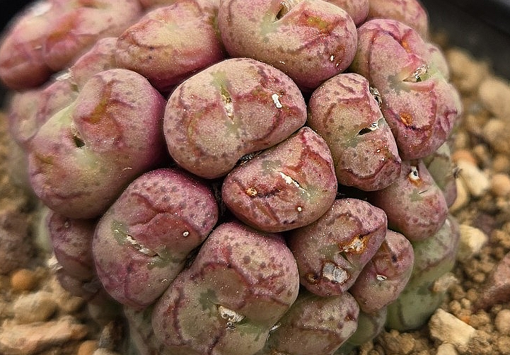 Conophytum ficiforme 10 Pieces Seeds