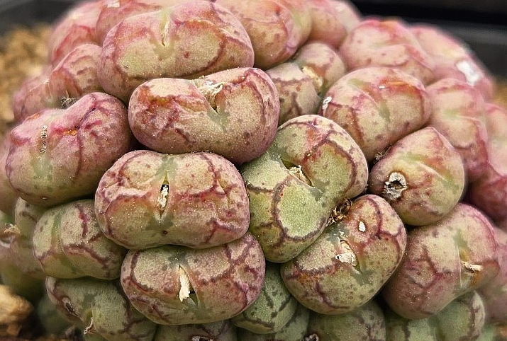 Conophytum ficiforme 10 Pieces Seeds