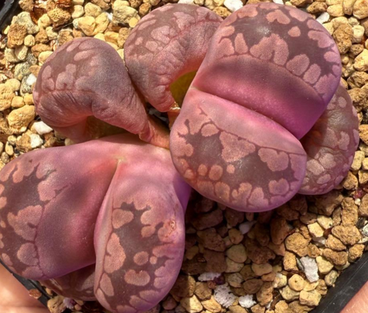 Lithops otzeniana Cesky Granat 10 Pieces Seeds