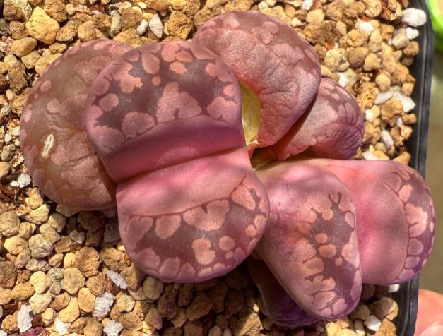 Lithops otzeniana Cesky Granat 10 Pieces Seeds