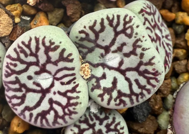 Conophytum wettsteinii 'Fude-mon' 10 Pieces Seeds