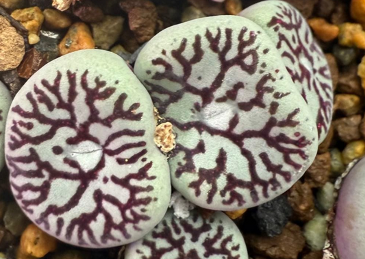 Conophytum wettsteinii 'Fude-mon' 10 Pieces Seeds
