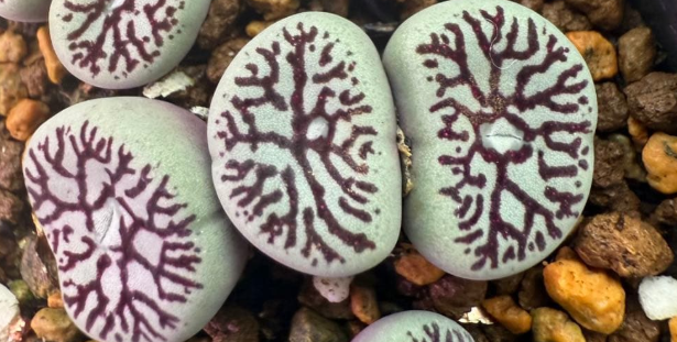 Conophytum wettsteinii 'Fude-mon' 10 Pieces Seeds