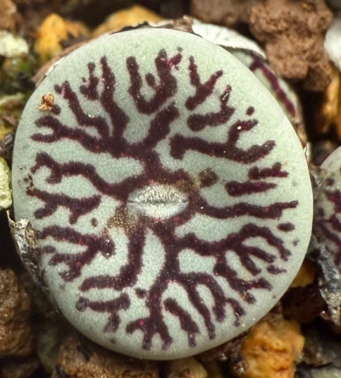 Conophytum wettsteinii 'Fude-mon' 10 Pieces Seeds