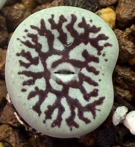 Conophytum wettsteinii 'Fude-mon' 10 Pieces Seeds