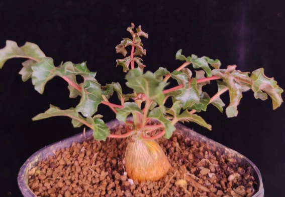 Boswellia frereana – PLANT