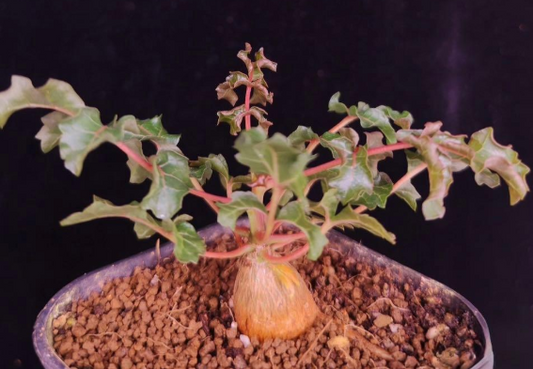Boswellia frereana – PLANT