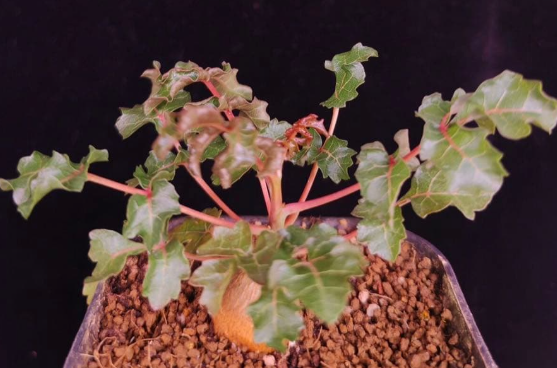 Boswellia frereana – PLANT