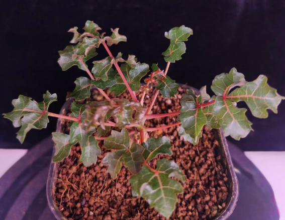 Boswellia frereana – PLANT