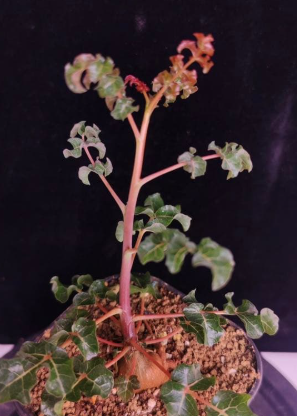 Boswellia frereana – PLANT
