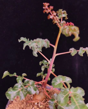 Boswellia frereana – PLANT