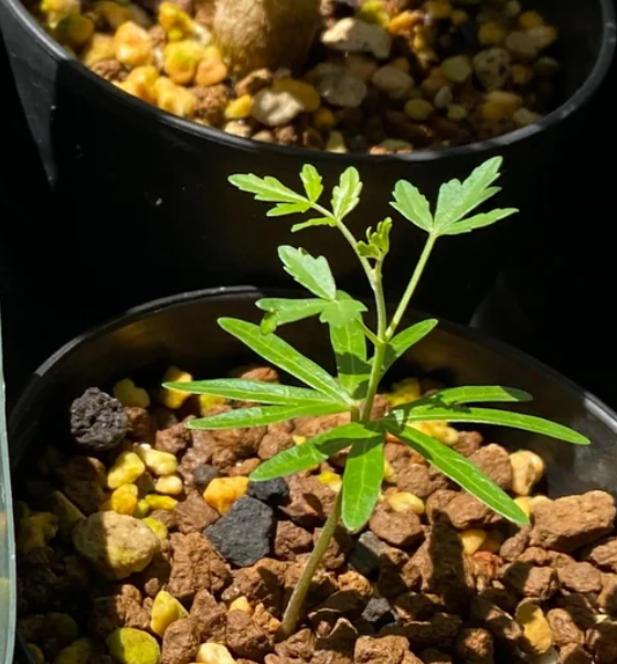 Boswellia papyrifera – PLANT