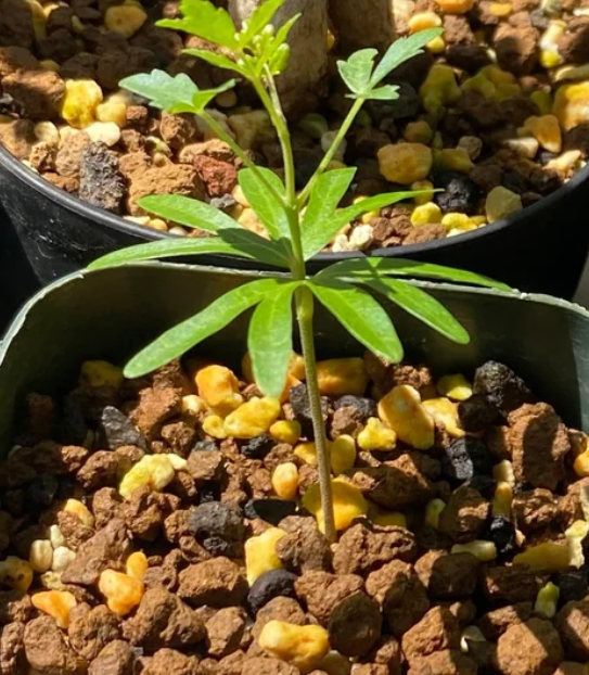 Boswellia papyrifera – PLANT