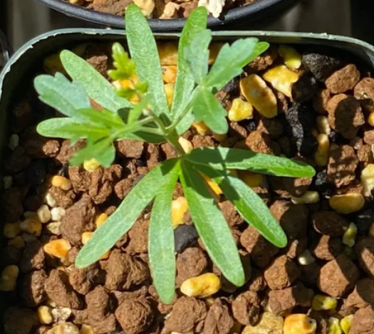 Boswellia papyrifera – PLANT