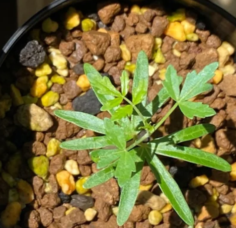 Boswellia papyrifera – PLANT