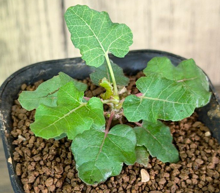 Boswellia occulta – PLANT