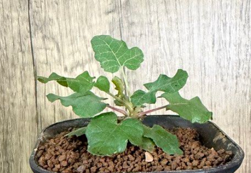 Boswellia occulta – PLANT
