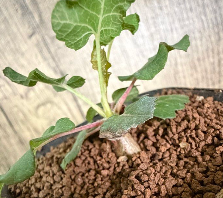 Boswellia occulta – PLANT