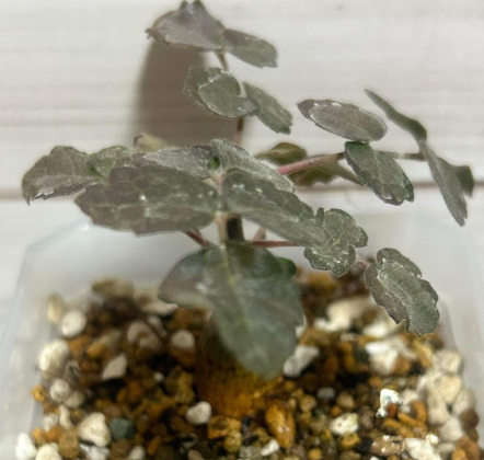 Boswellia rivae – PLANT