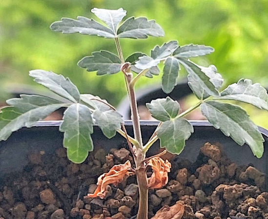 Boswellia rivae – PLANT