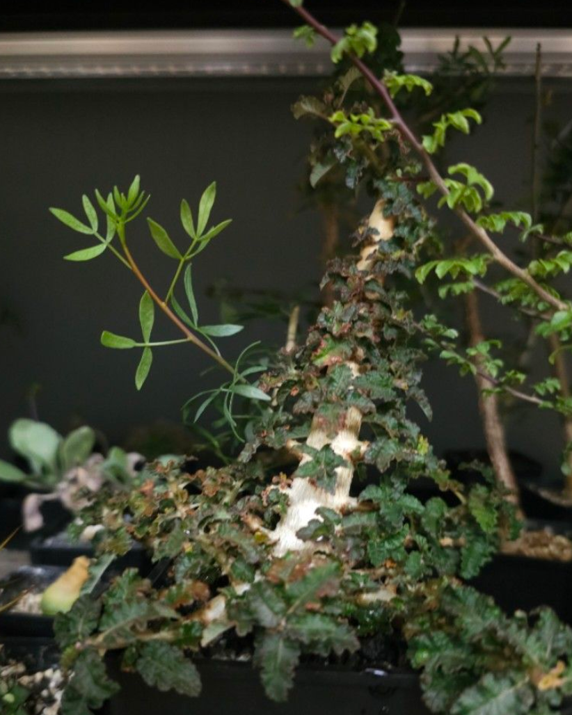 Boswellia Hesperia – PLANT