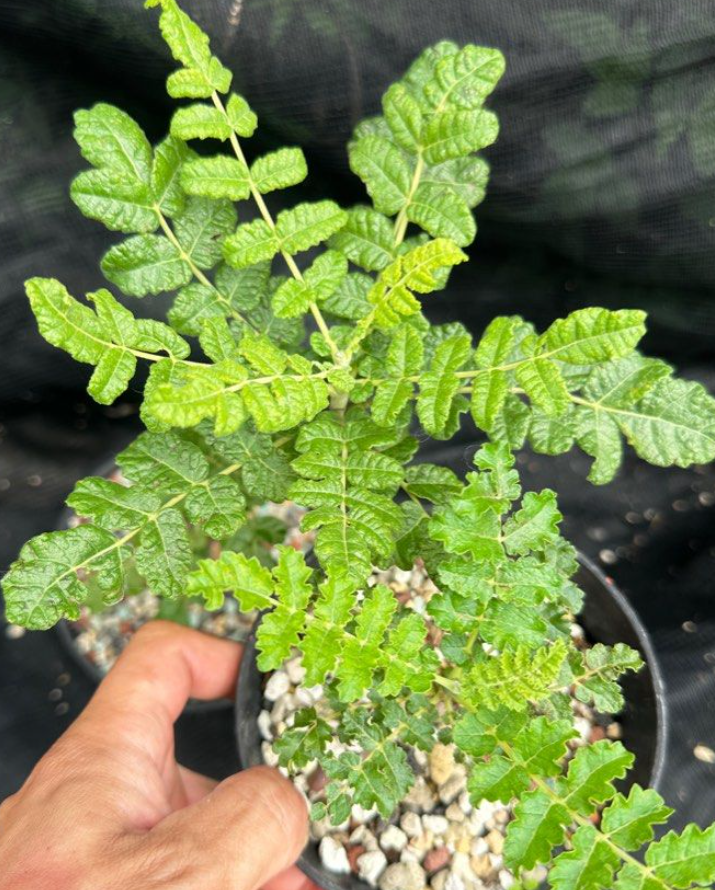 Boswellia carterii – PLANT