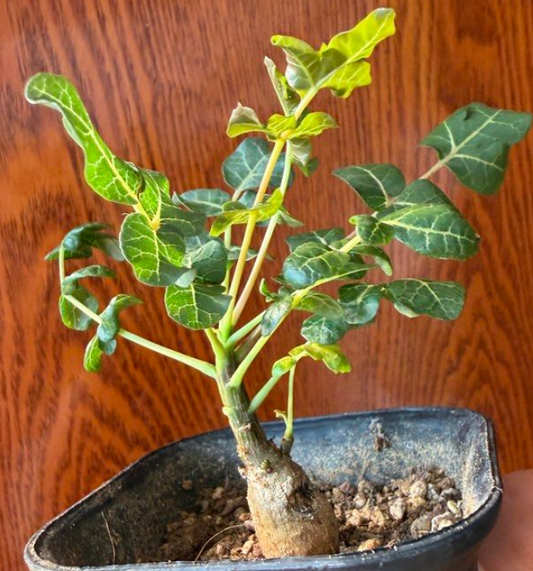 Boswellia frereana 10 Pieces Seeds