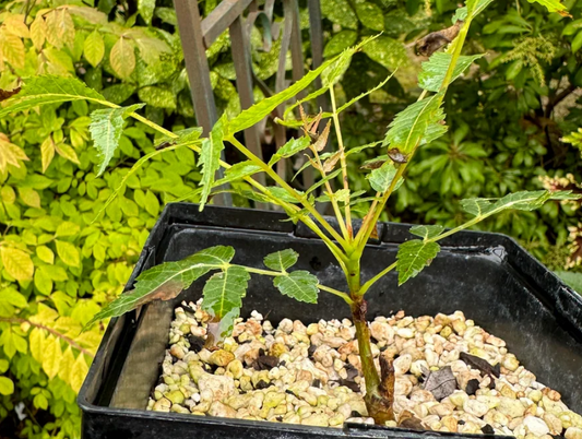 Boswellia dalzielii – PLANT
