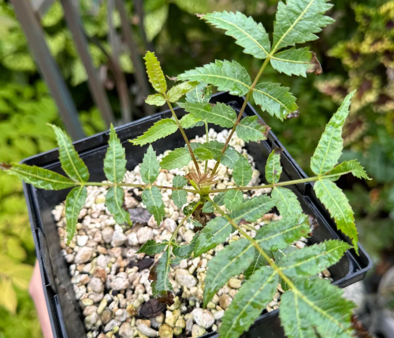 Boswellia dalzielii – PLANT