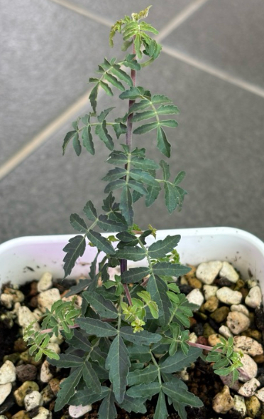 Boswellia rivae – PLANT