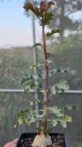 Boswellia occulta – PLANT