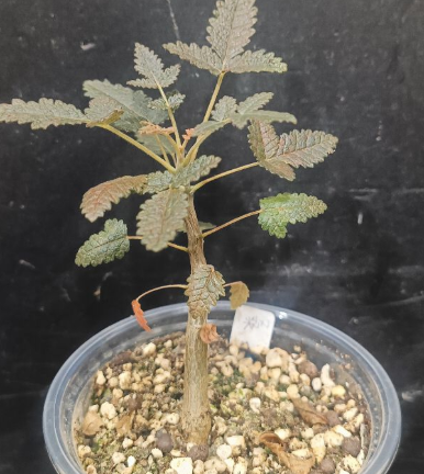 Boswellia Samhaensis PLANT – exotic-gardenkingdom.com