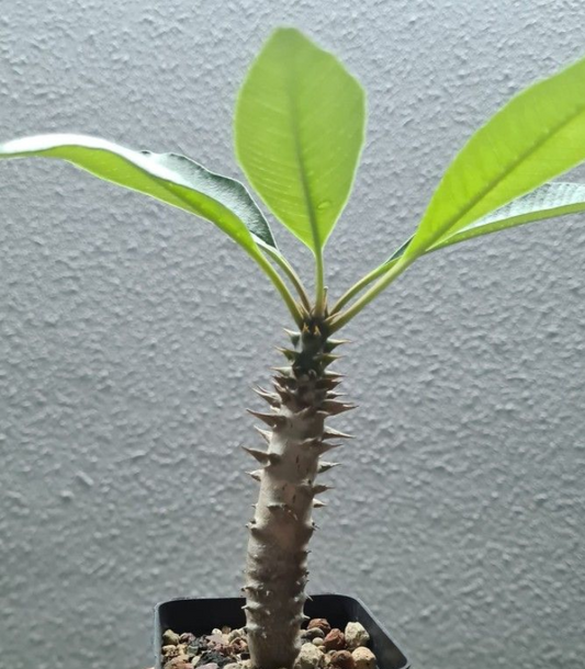 Pachypodium baronii v. baronii PLANT