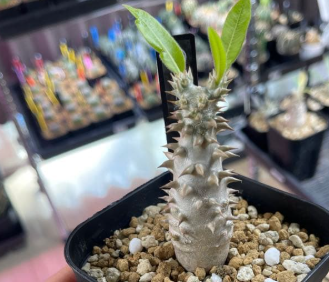Pachypodium bicolor PLANT