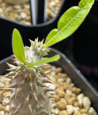 Pachypodium bicolor PLANT