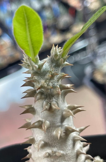 Pachypodium bicolor PLANT
