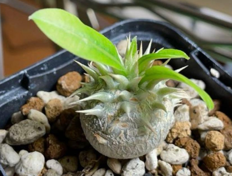 Pachypodium brevicalyx PLANT